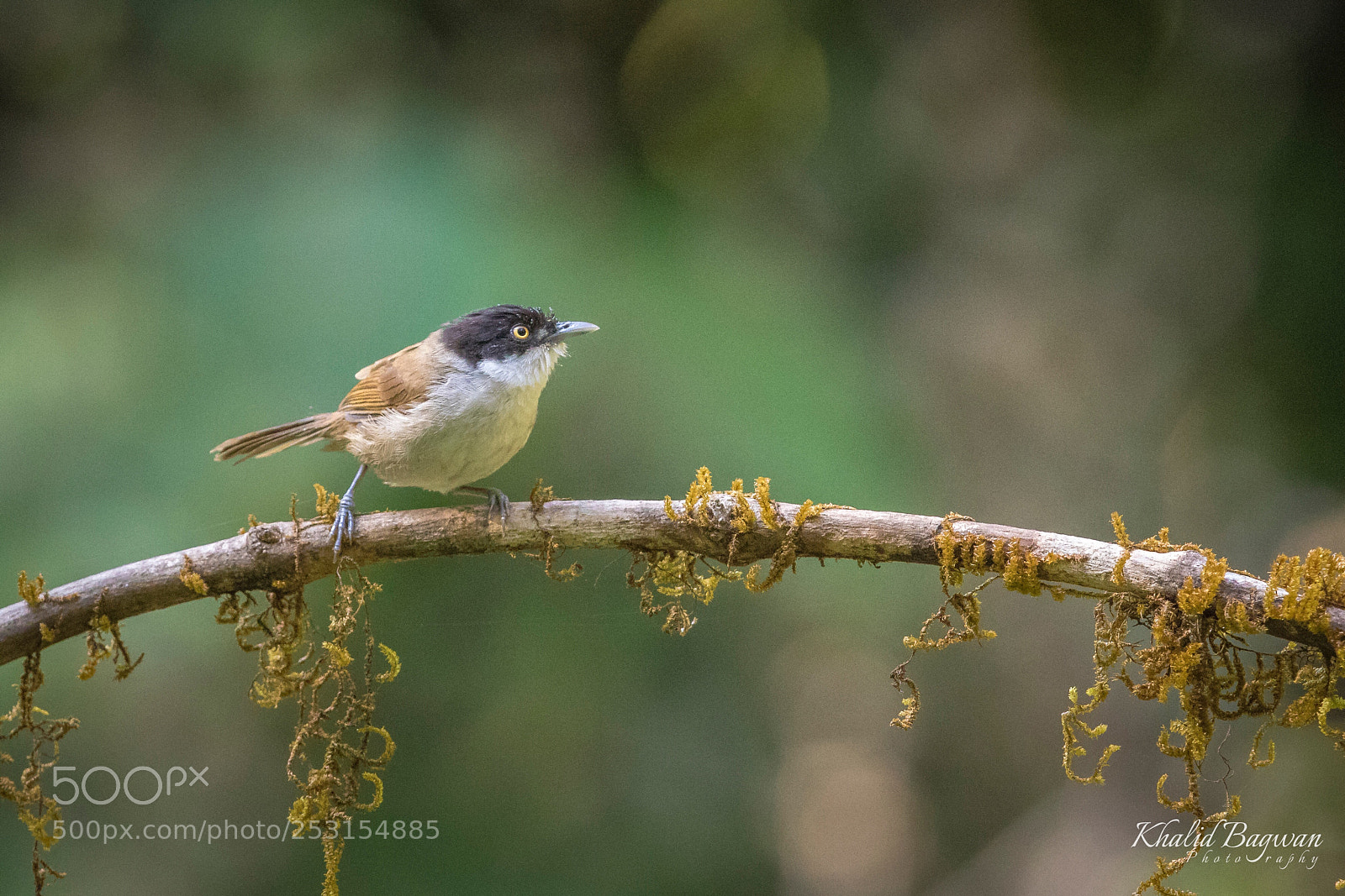 Canon EOS 7D Mark II sample photo. Dark-fronted babbler photography