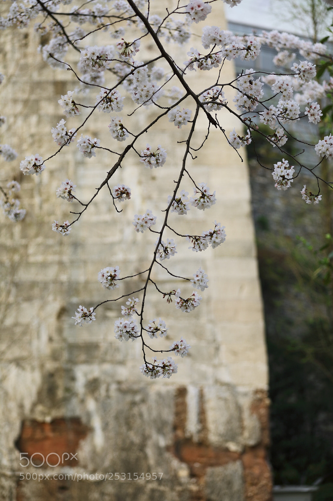 Canon EOS 5D Mark IV sample photo. Untitled photography