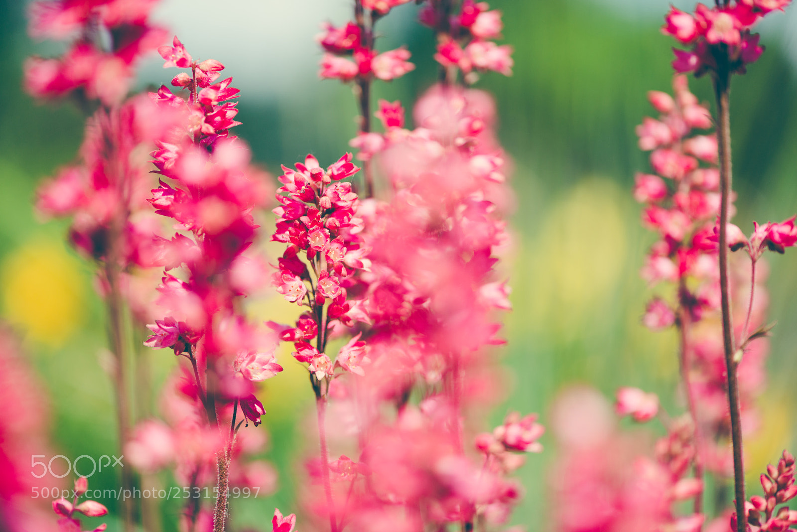 Nikon D800E sample photo. Meadow in spring photography