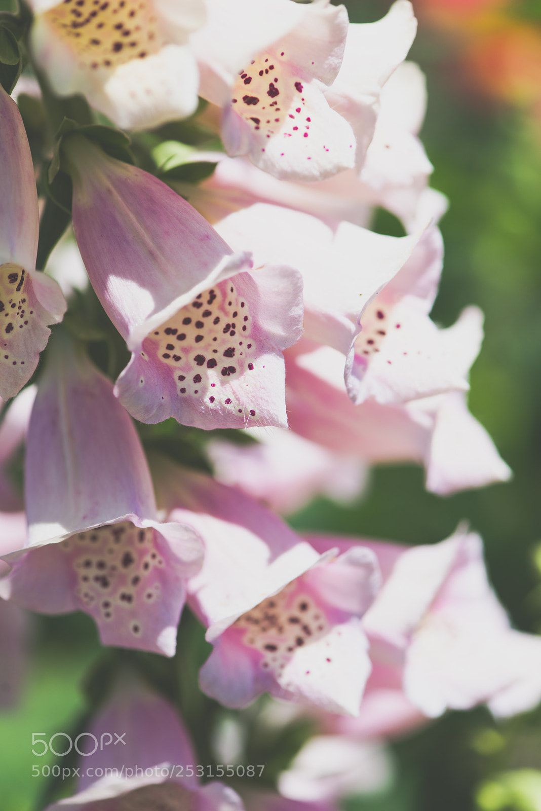 Nikon D800E sample photo. Flowers close up photography