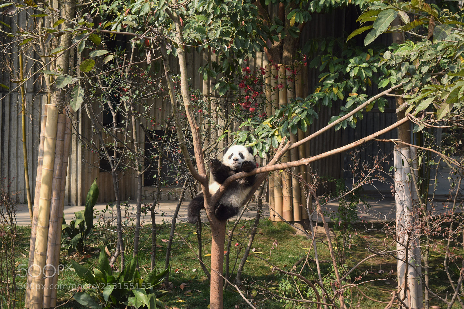 Nikon D3300 sample photo. Baby panda photography