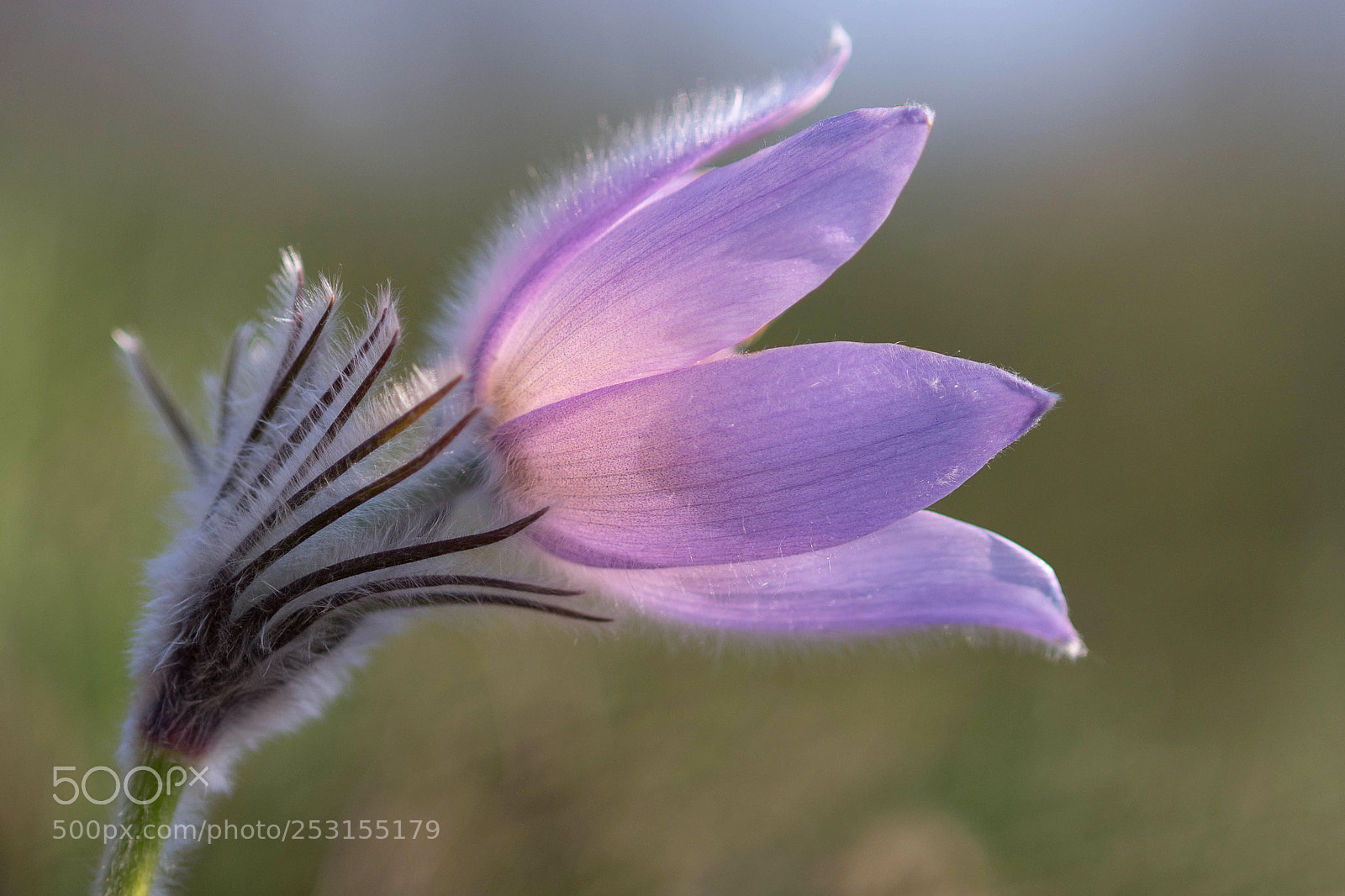 Nikon D500 sample photo. Pulsatilla grandis head photography