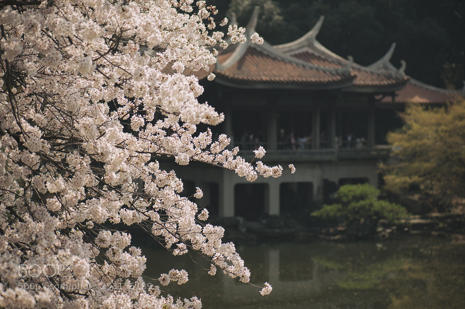 Nikon D700 sample photo. Sakura view photography
