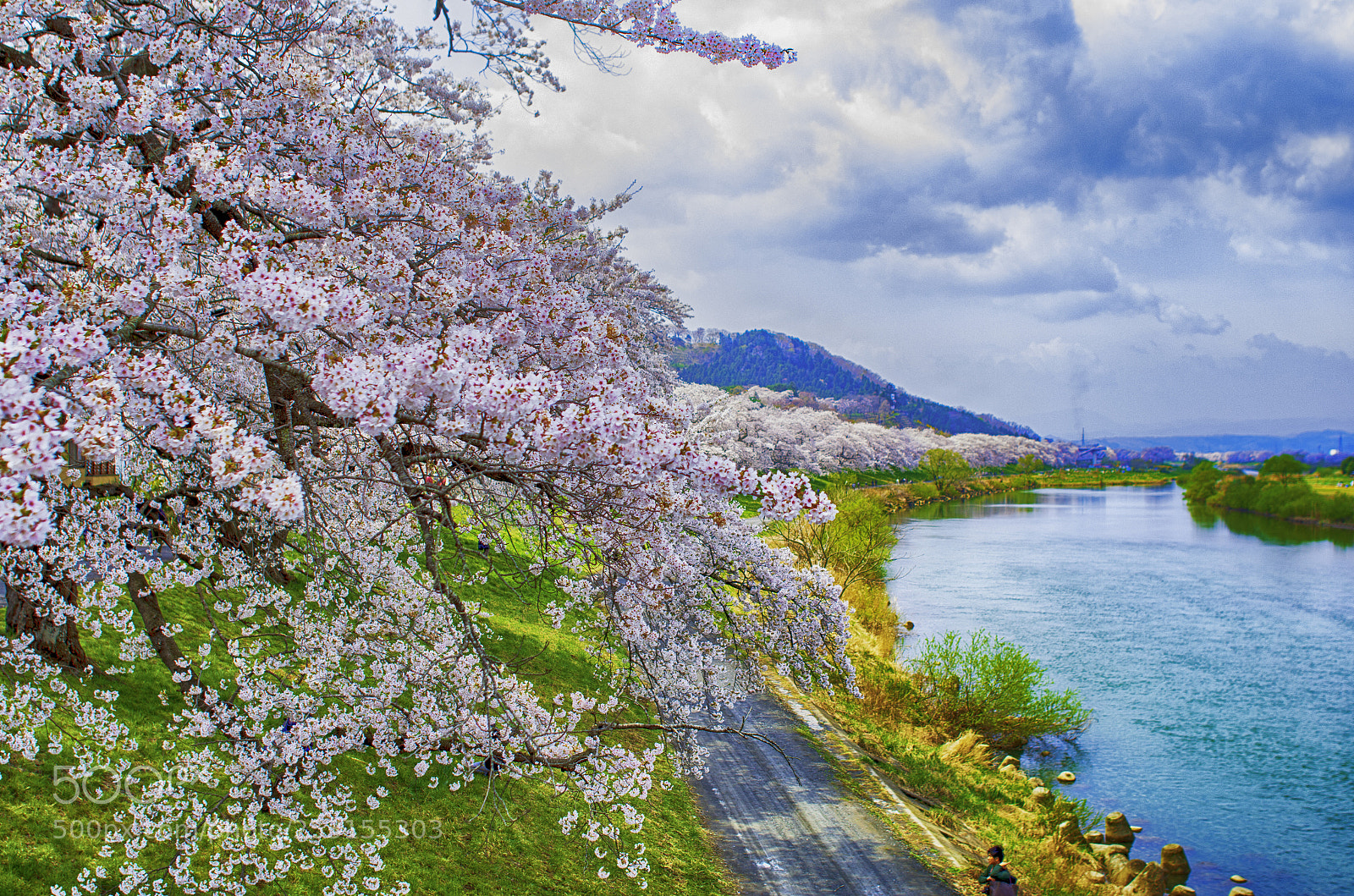 Pentax K-50 sample photo. Cherry blossoms photography