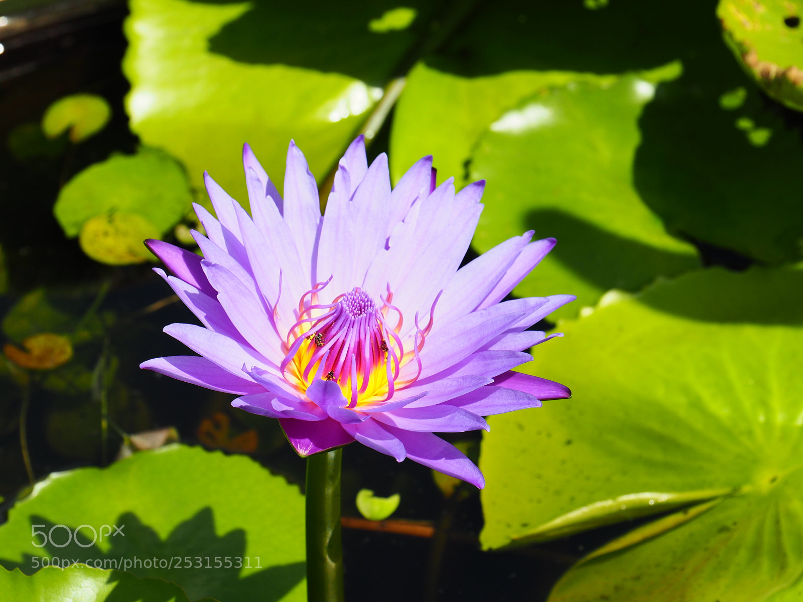 Olympus OM-D E-M5 II sample photo. Lotus flower photography