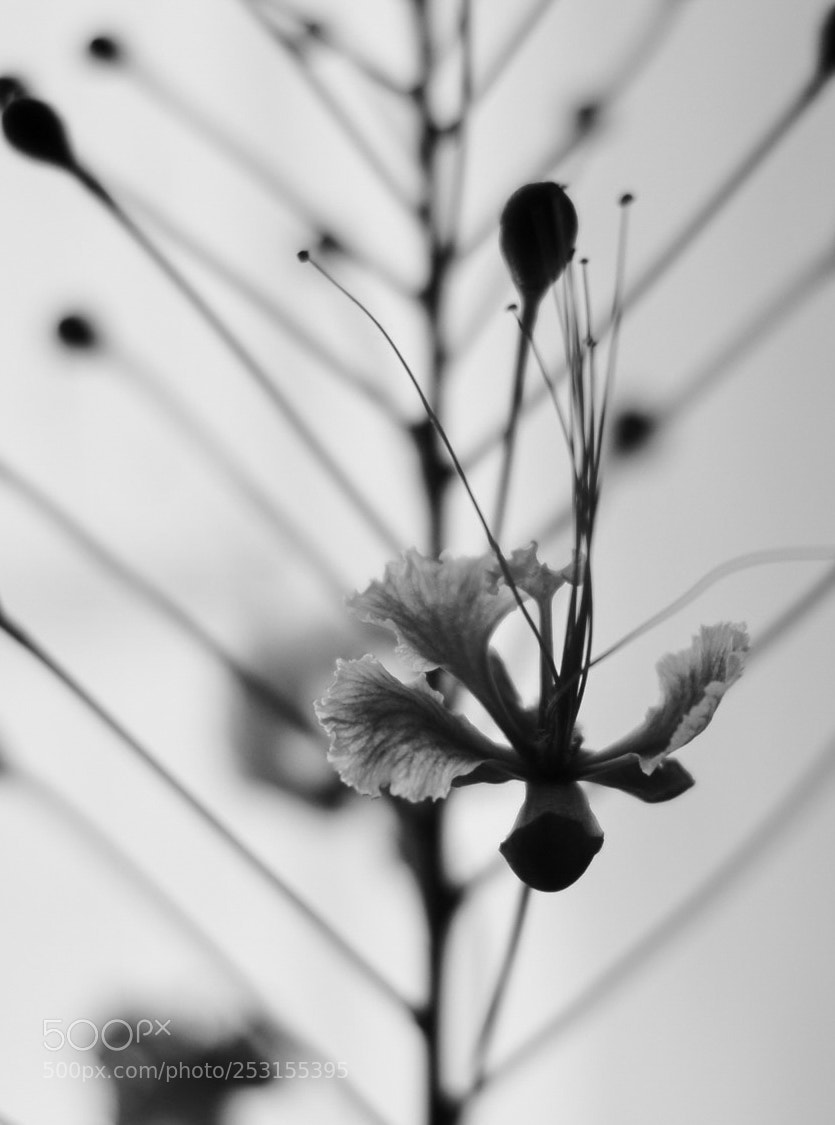 Nikon D3200 sample photo. Story photography