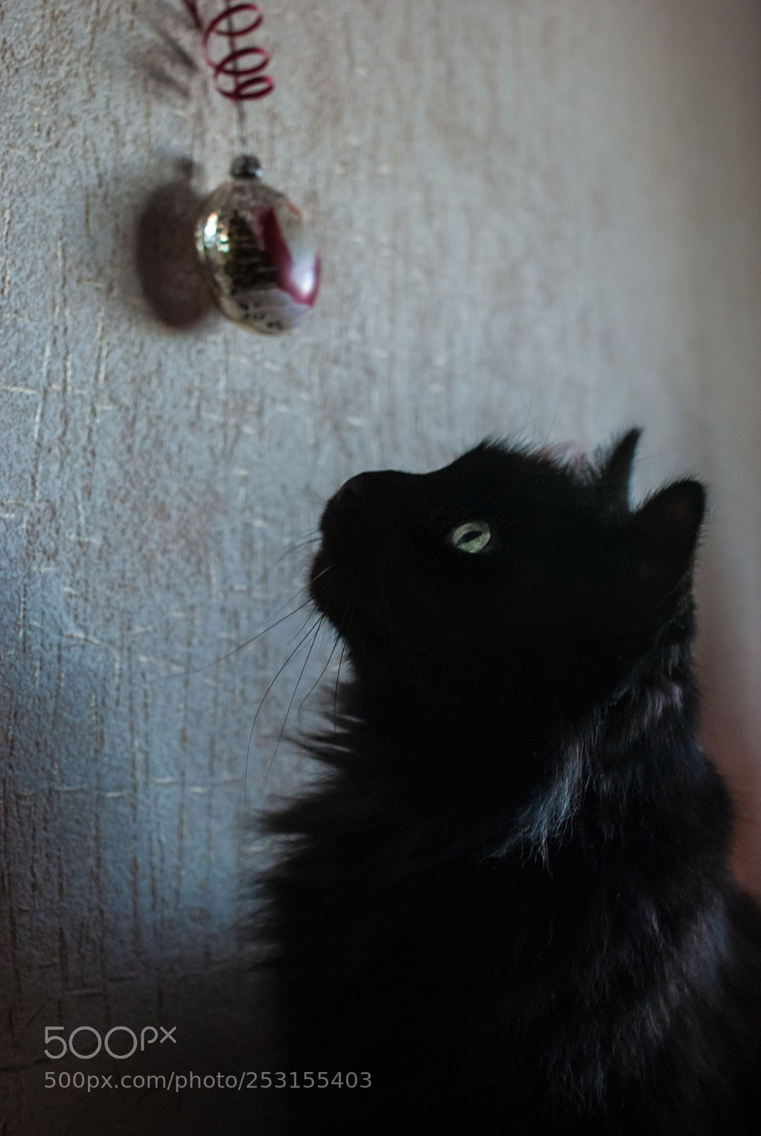 Sony Alpha DSLR-A300 sample photo. Christmas cat photography