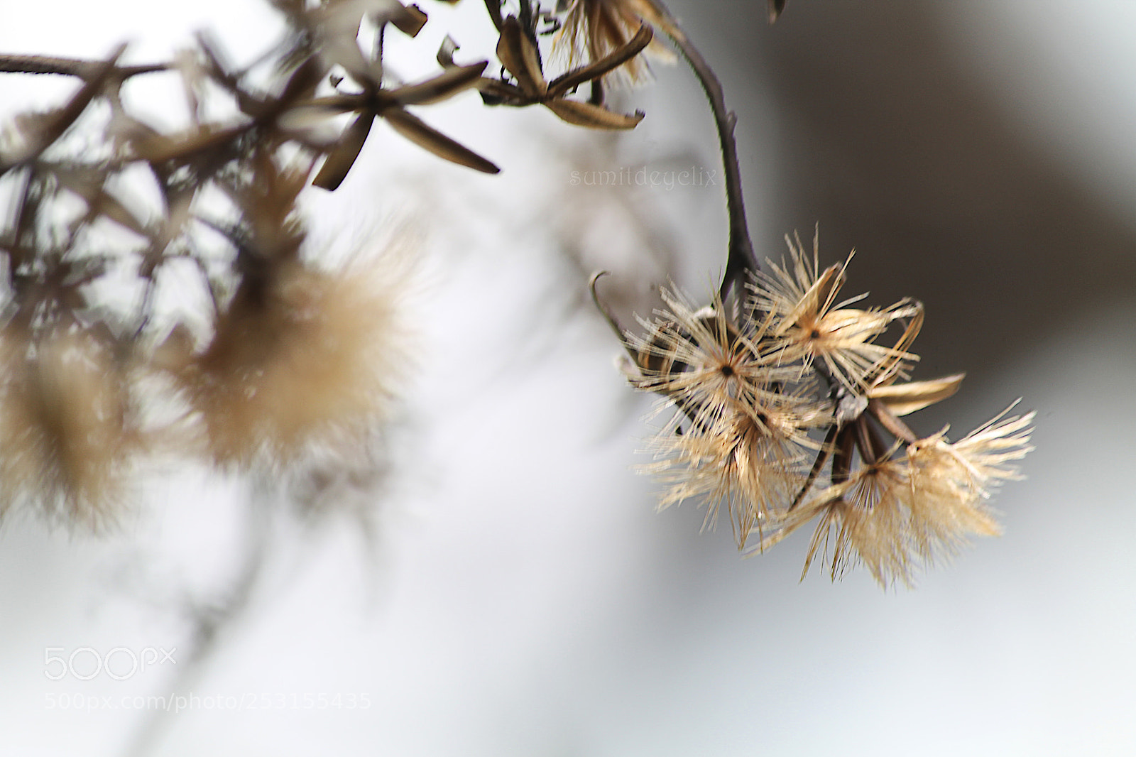 Canon EOS 1100D (EOS Rebel T3 / EOS Kiss X50) sample photo. Dead but shining photography