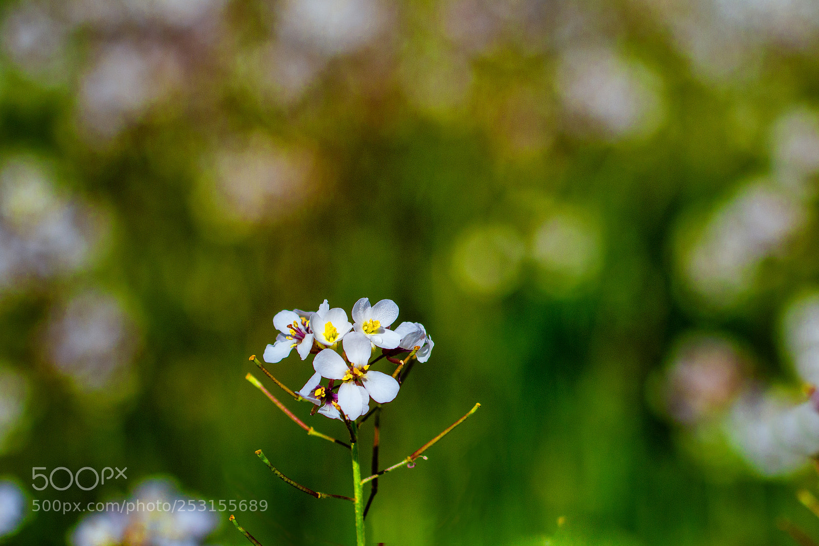 Canon EOS 70D sample photo. Una entre muchas photography