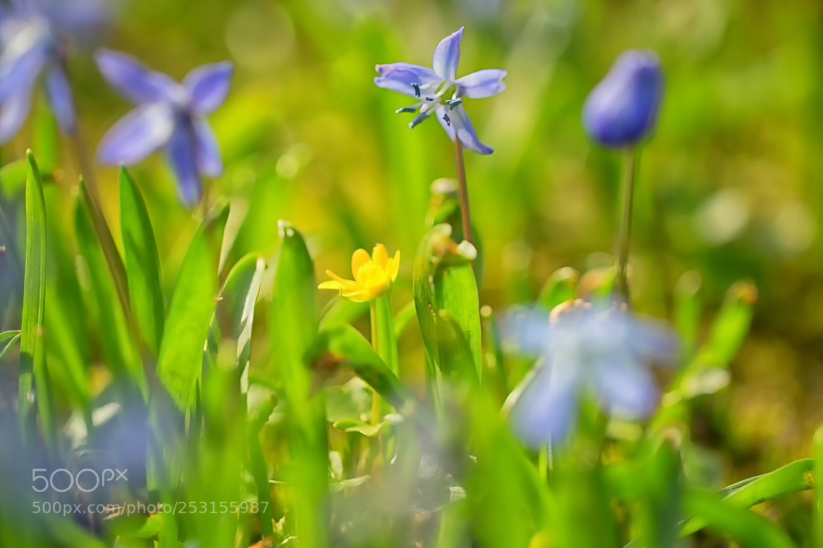 Fujifilm X-T1 sample photo. Springtime flowers photography