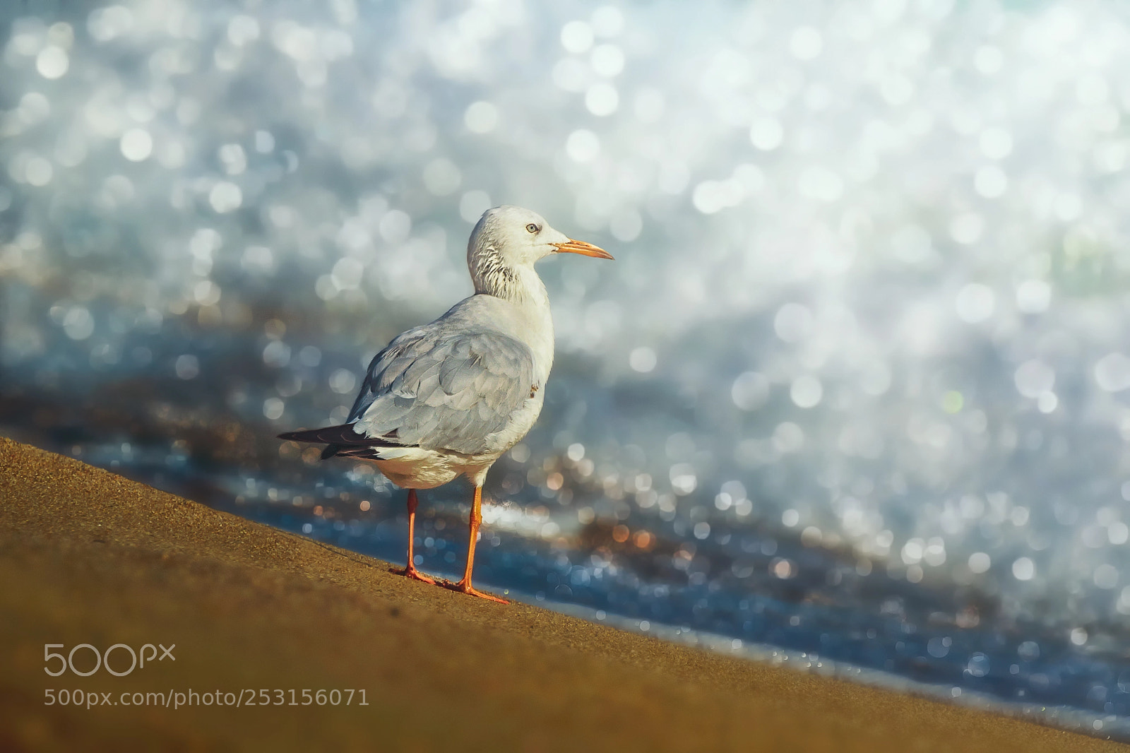 Canon EOS 7D Mark II sample photo. Gull in bokeh photography