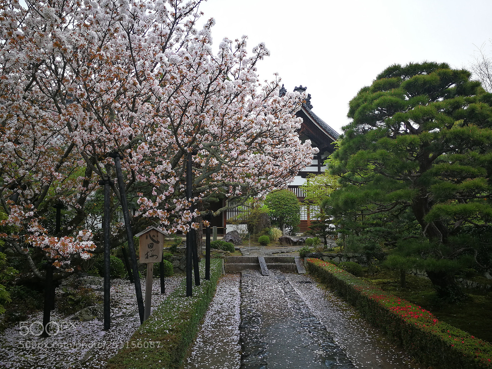 HUAWEI Mate 9 sample photo. Spring photography