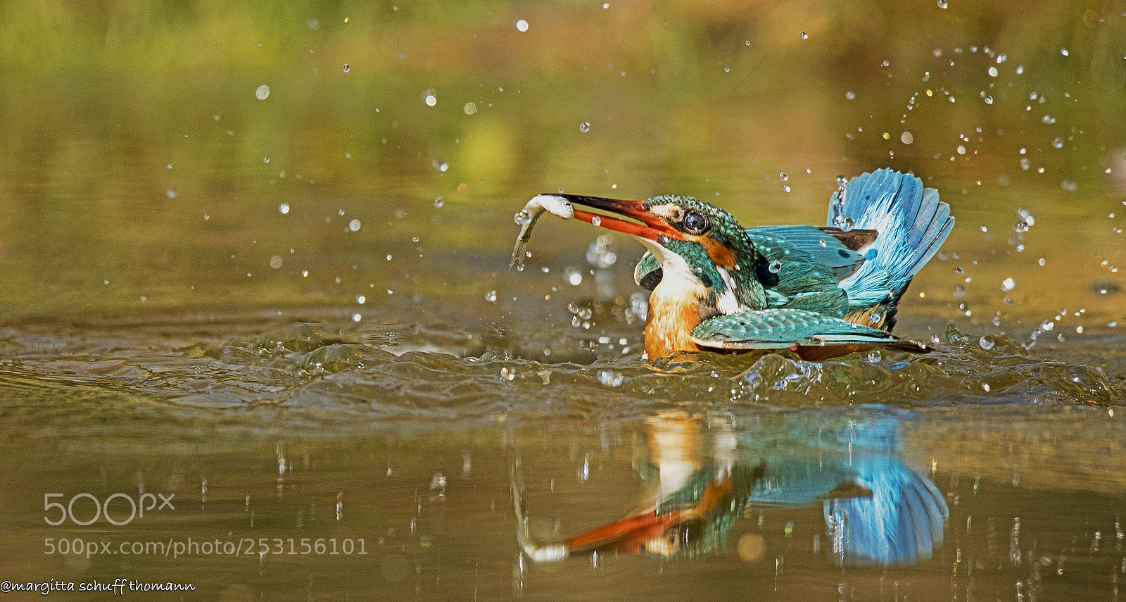 Canon EOS-1D X Mark II sample photo. Kingfisher .. photography