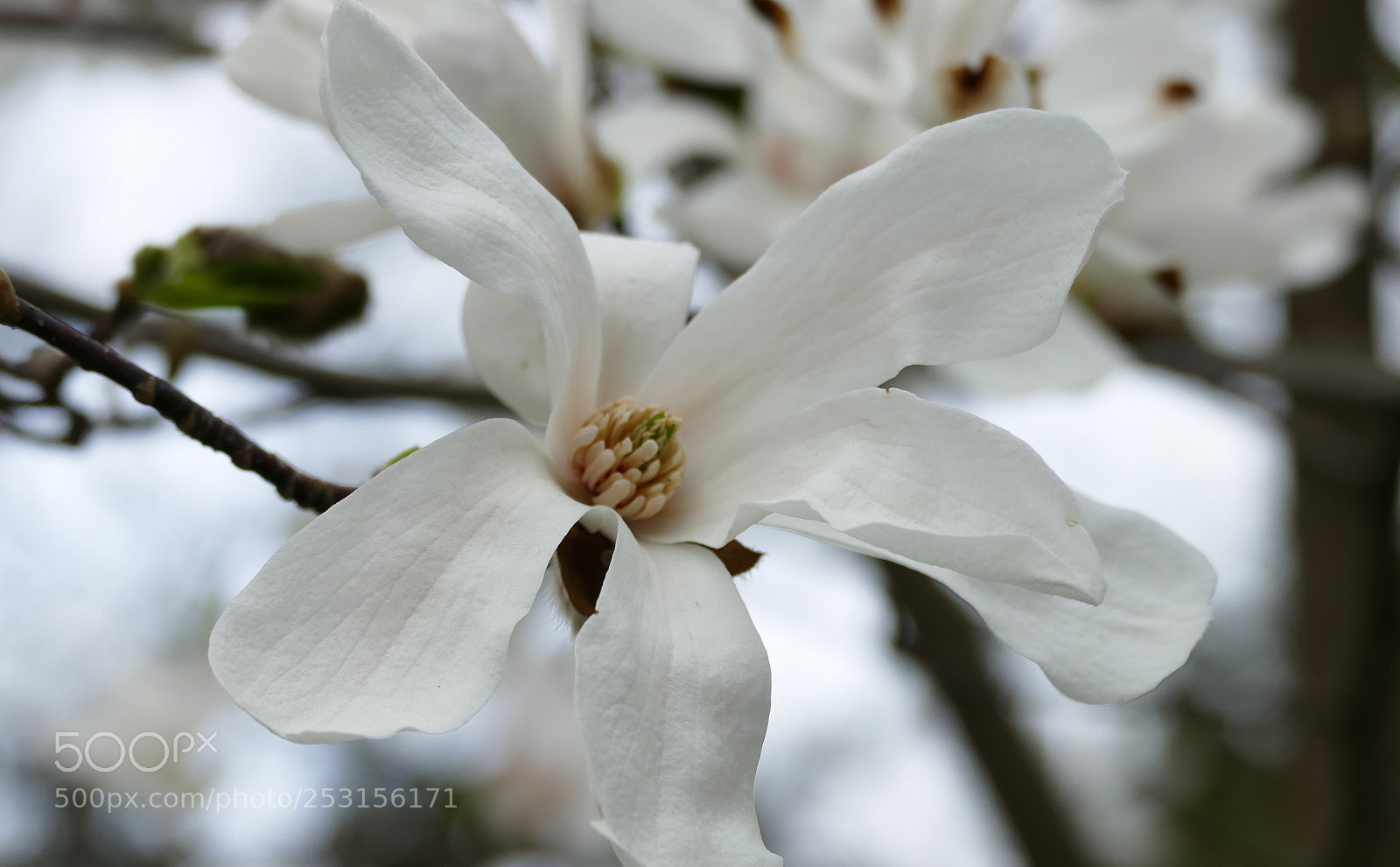 Panasonic Lumix DMC-FZ1000 sample photo. Stay pure and simple photography