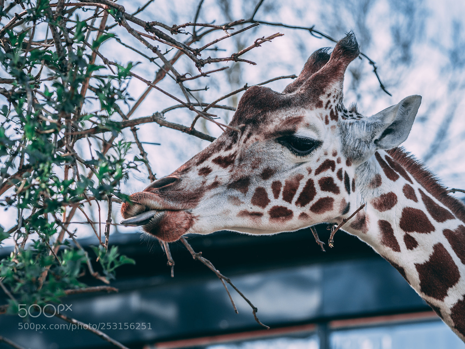 Panasonic Lumix DC-G9 sample photo. Lunch for the giraffe. photography