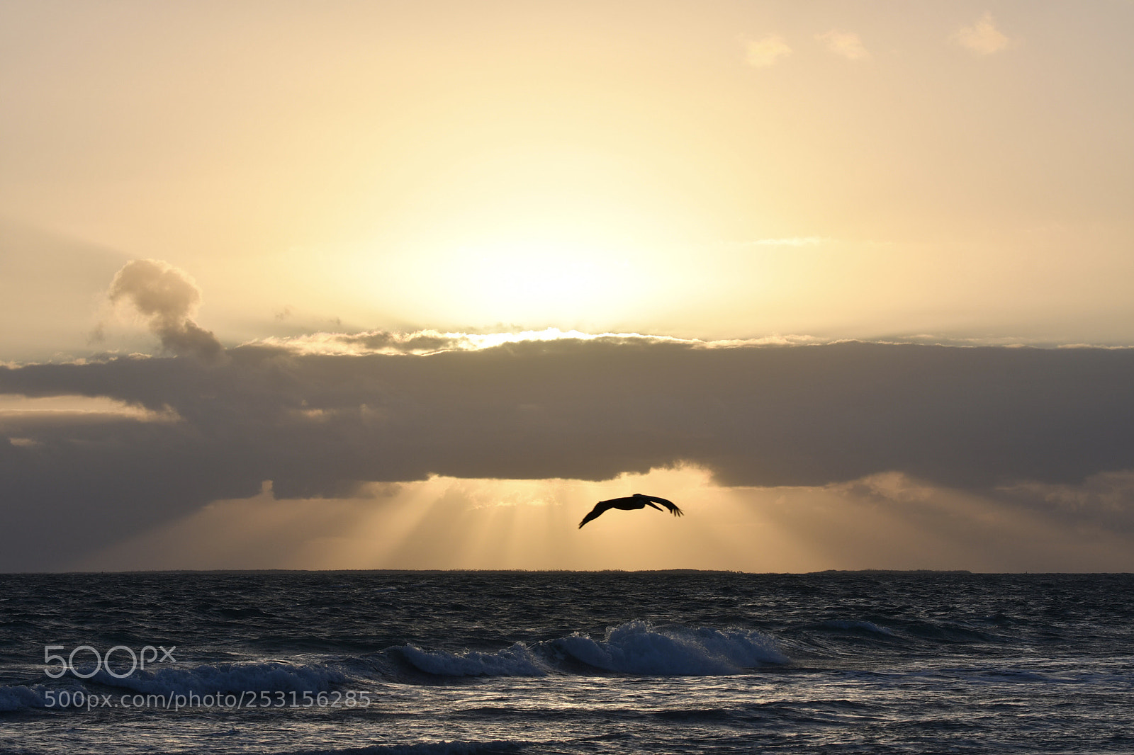 Nikon D500 sample photo. Природа photography