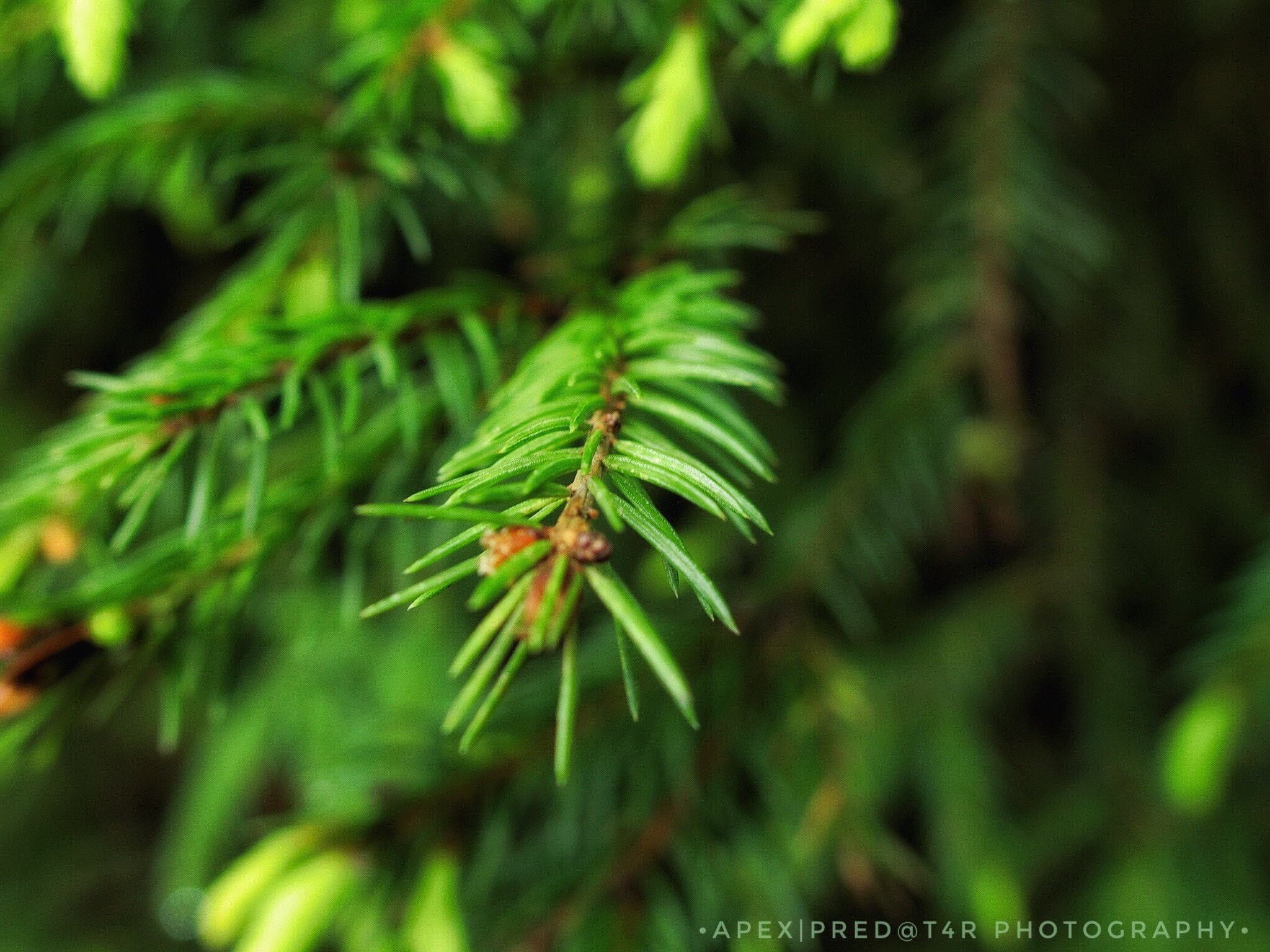 CASIO EX-100 sample photo. Go green  photography