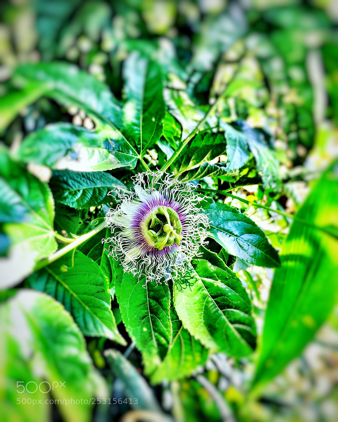 Apple iPhone 6s Plus sample photo. Passion fruit flower  photography