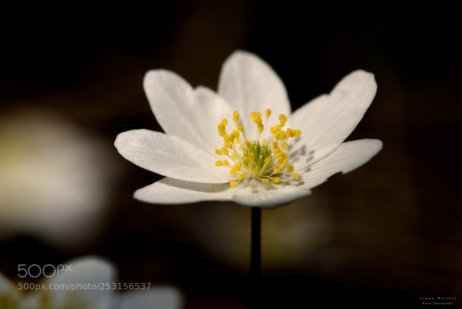 Nikon D5600 sample photo. Anemone nemorosa photography