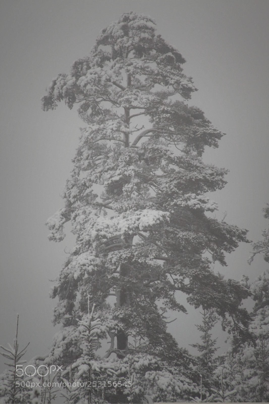 Canon EOS 5D Mark II sample photo. Misty snow photography