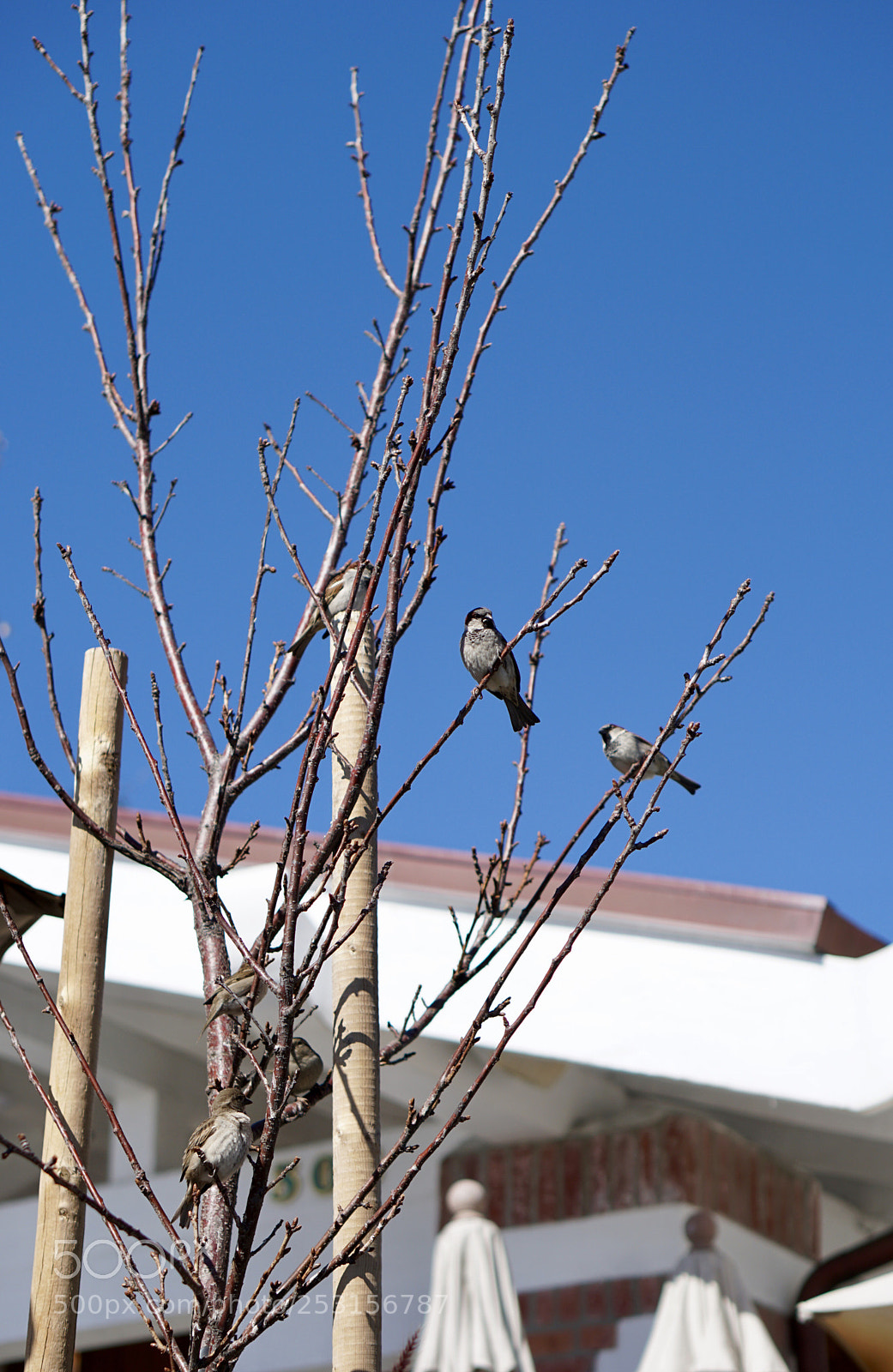 Sony a6300 sample photo. Resting birdies photography