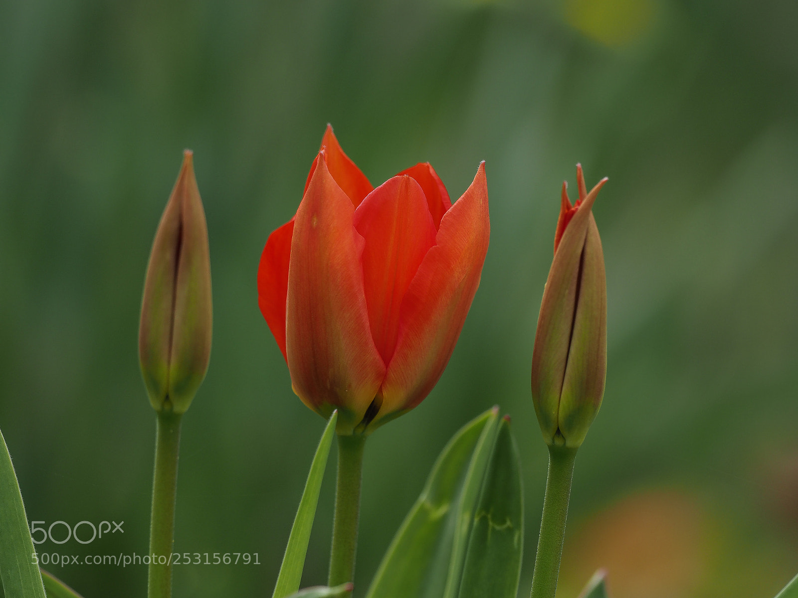 Olympus OM-D E-M1 Mark II sample photo. Tulips photography
