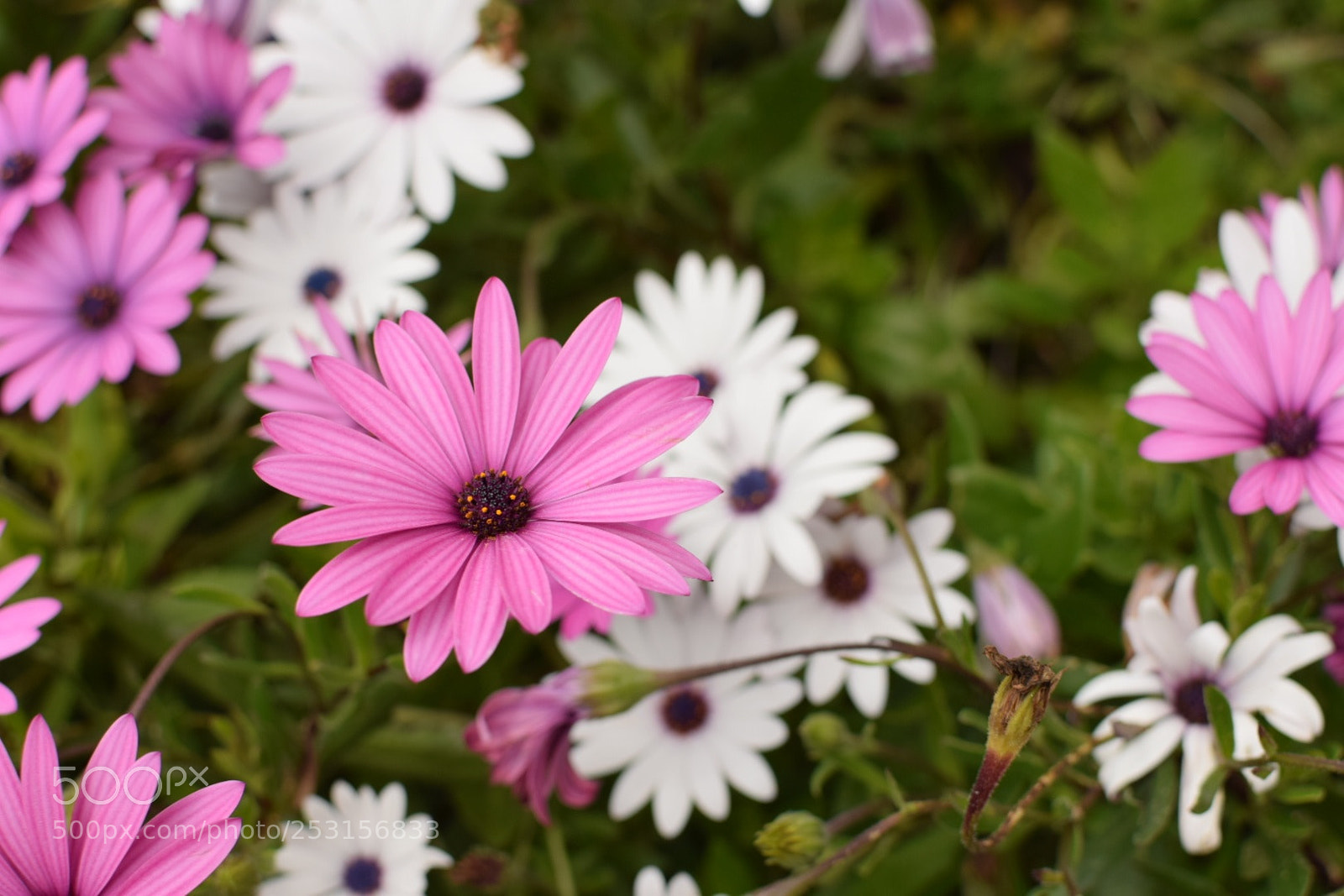 Nikon D5300 sample photo. Untitled photography