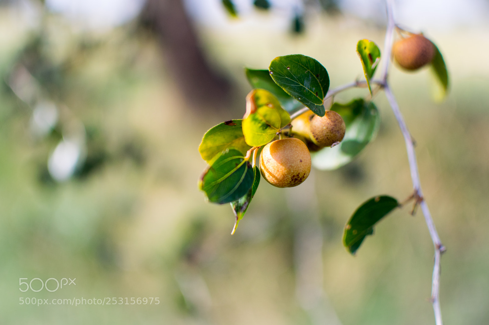 Nikon D5300 sample photo. Jujube (indian ber) fruit photography
