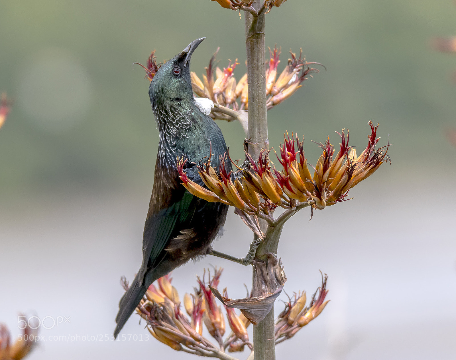 Canon EOS 7D Mark II sample photo. New zealand native tui photography