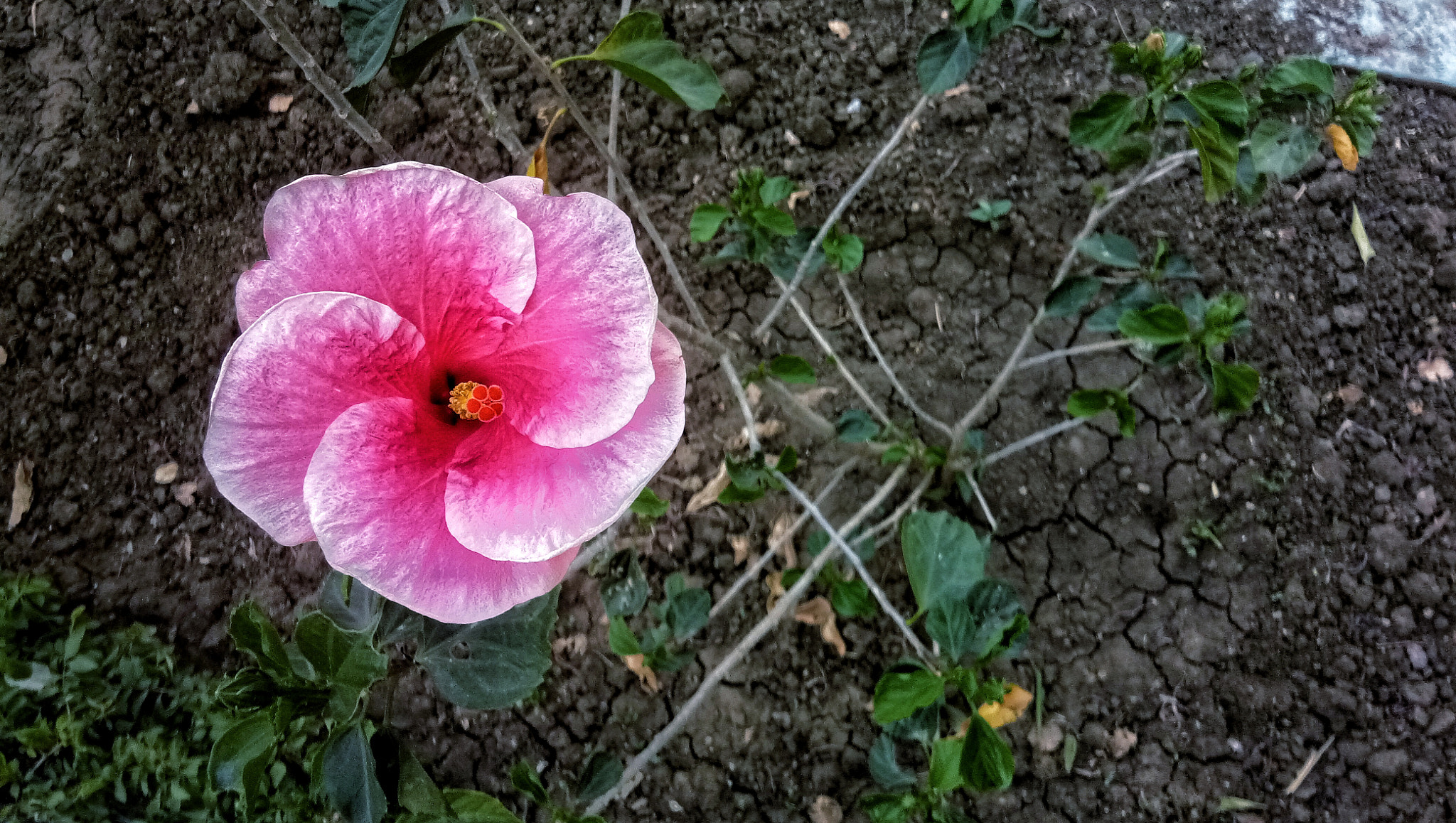 vivo 1601 sample photo. Pink flower photography