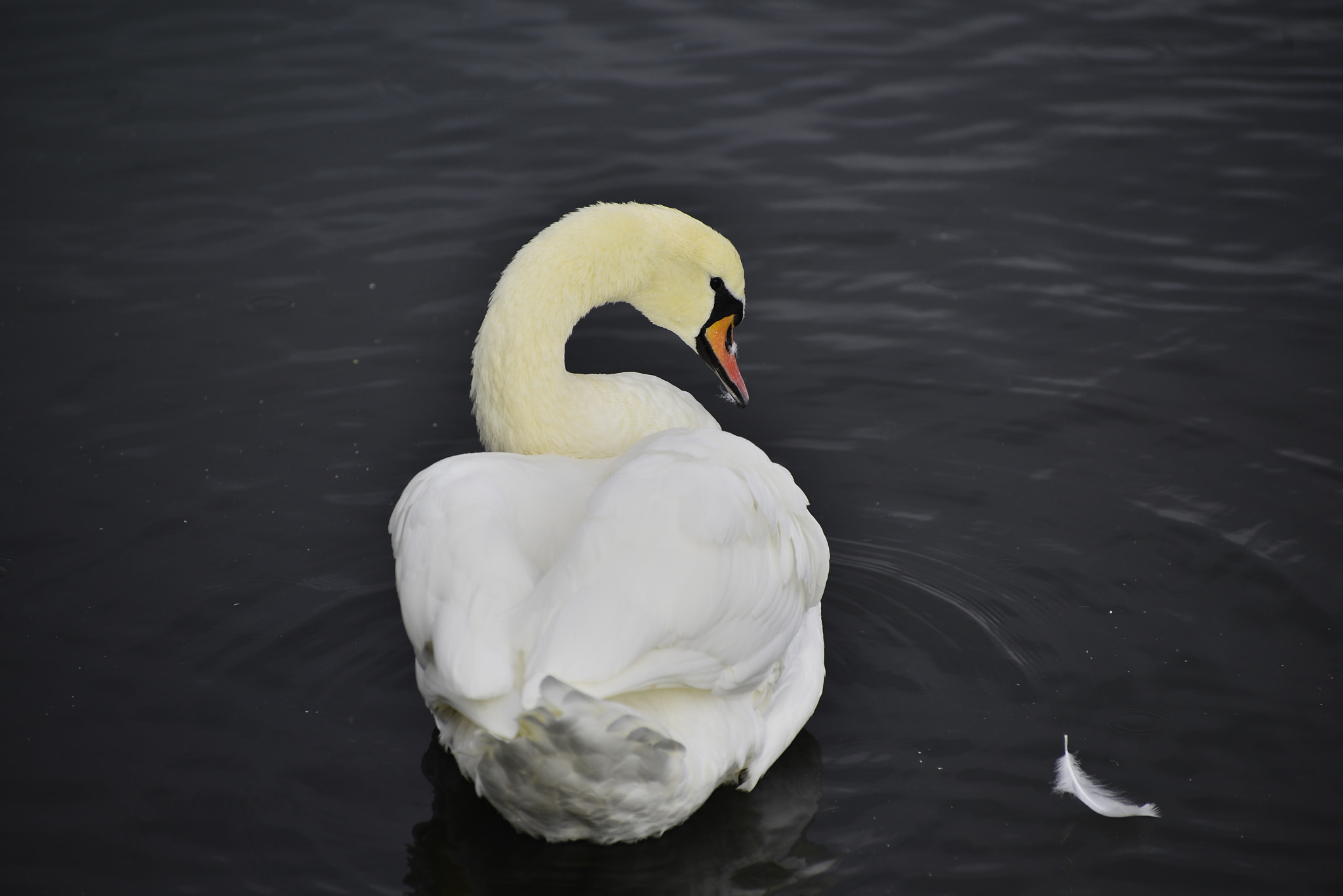 Nikon D610 sample photo