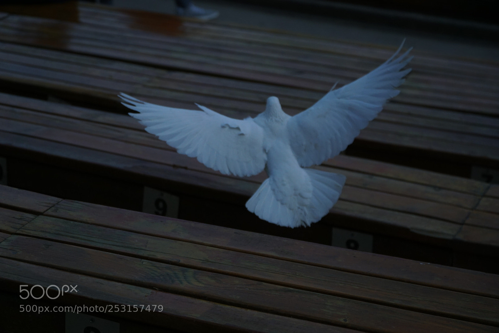 Sony a6000 sample photo. 鸽子 photography