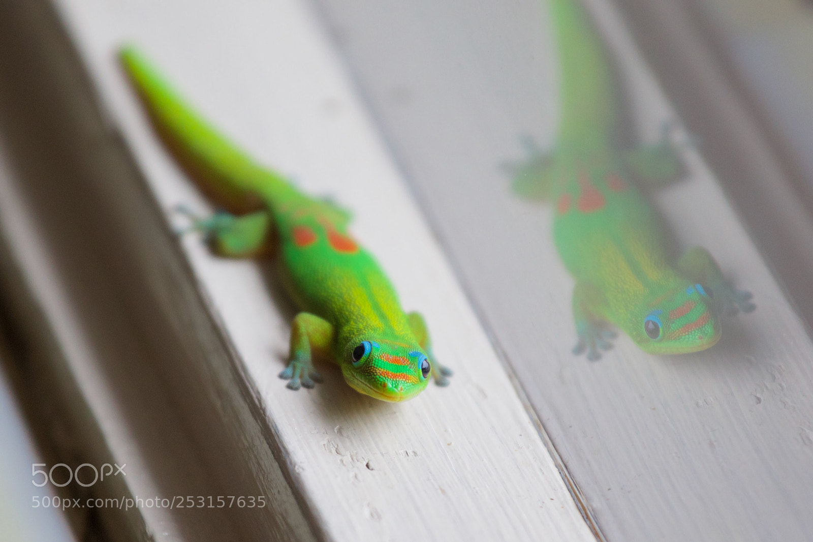 Canon EOS 5D Mark IV sample photo. Geico in mirror photography