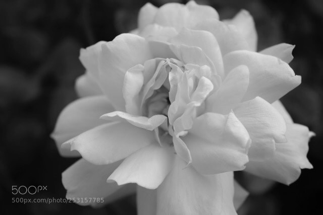 Canon EOS 1300D (EOS Rebel T6 / EOS Kiss X80) sample photo. Ghostly beauty photography