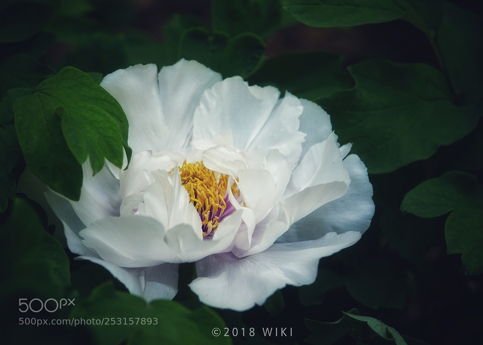 Sony a5100 sample photo. White peony photography
