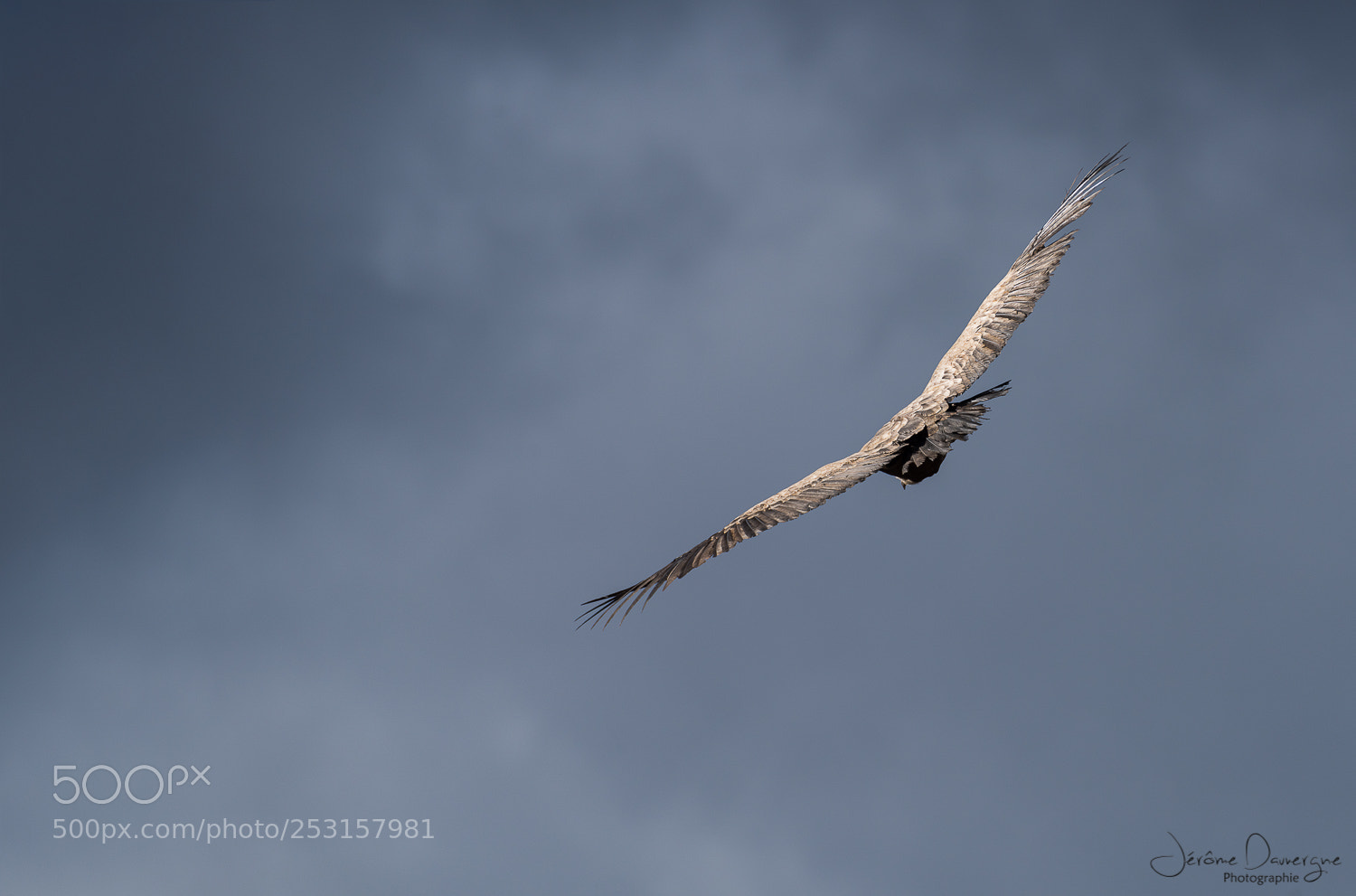 Nikon D810 sample photo. Planeur photography