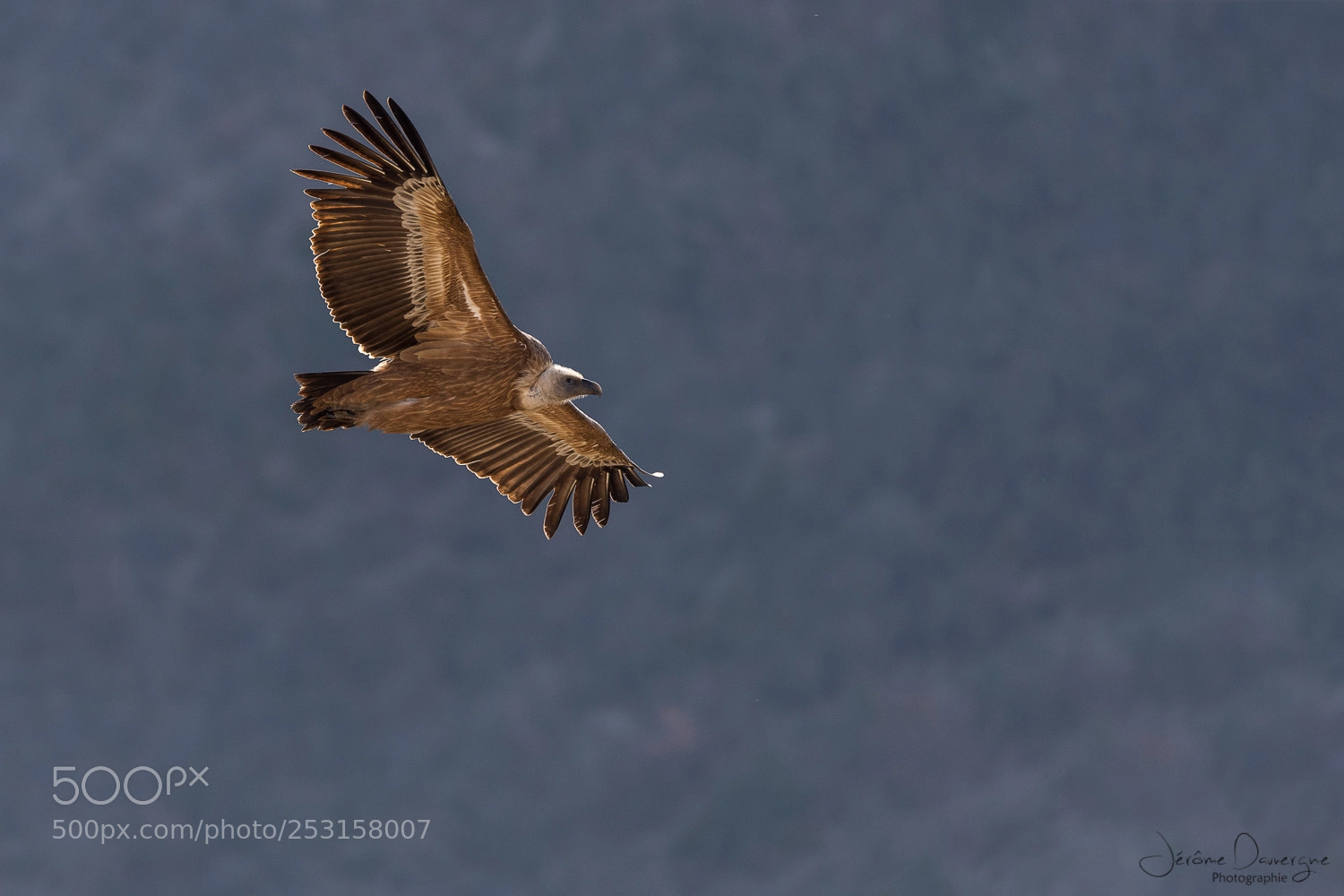 Nikon D810 sample photo. Majestic photography