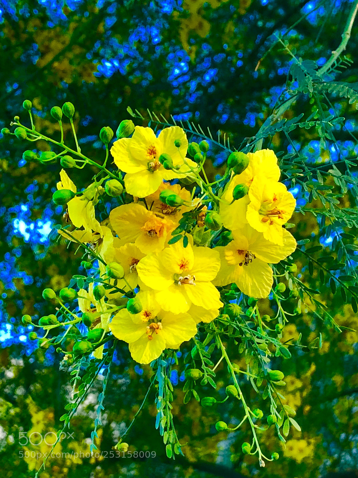 Apple iPhone 8 Plus sample photo. Palo verde flowers photography