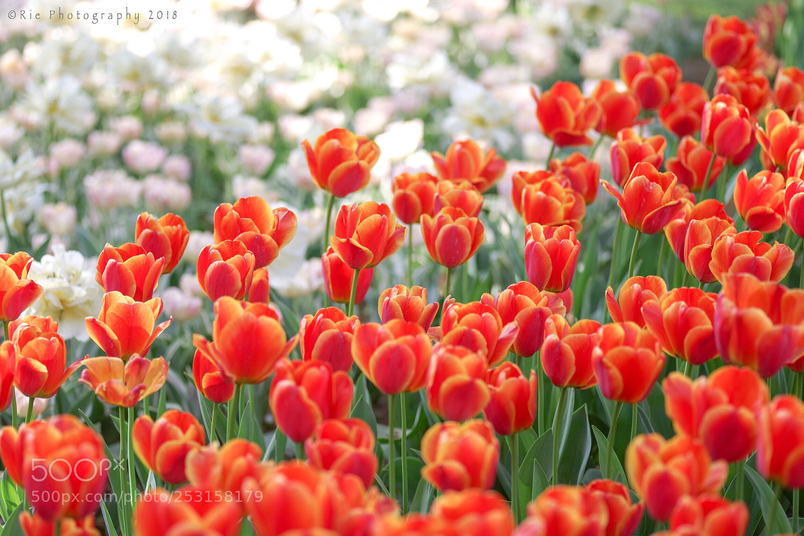Pentax K-1 sample photo. Untitled photography