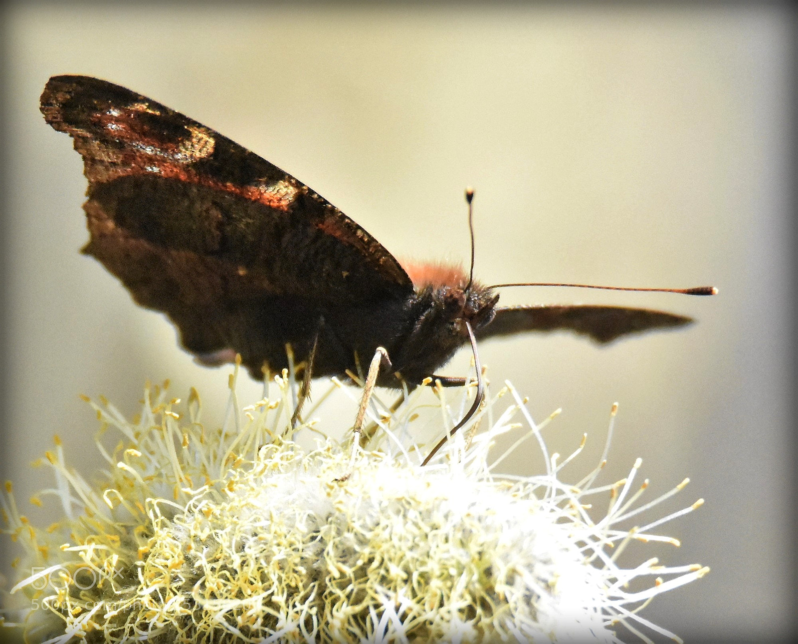 Nikon D7200 sample photo. "suck" photography