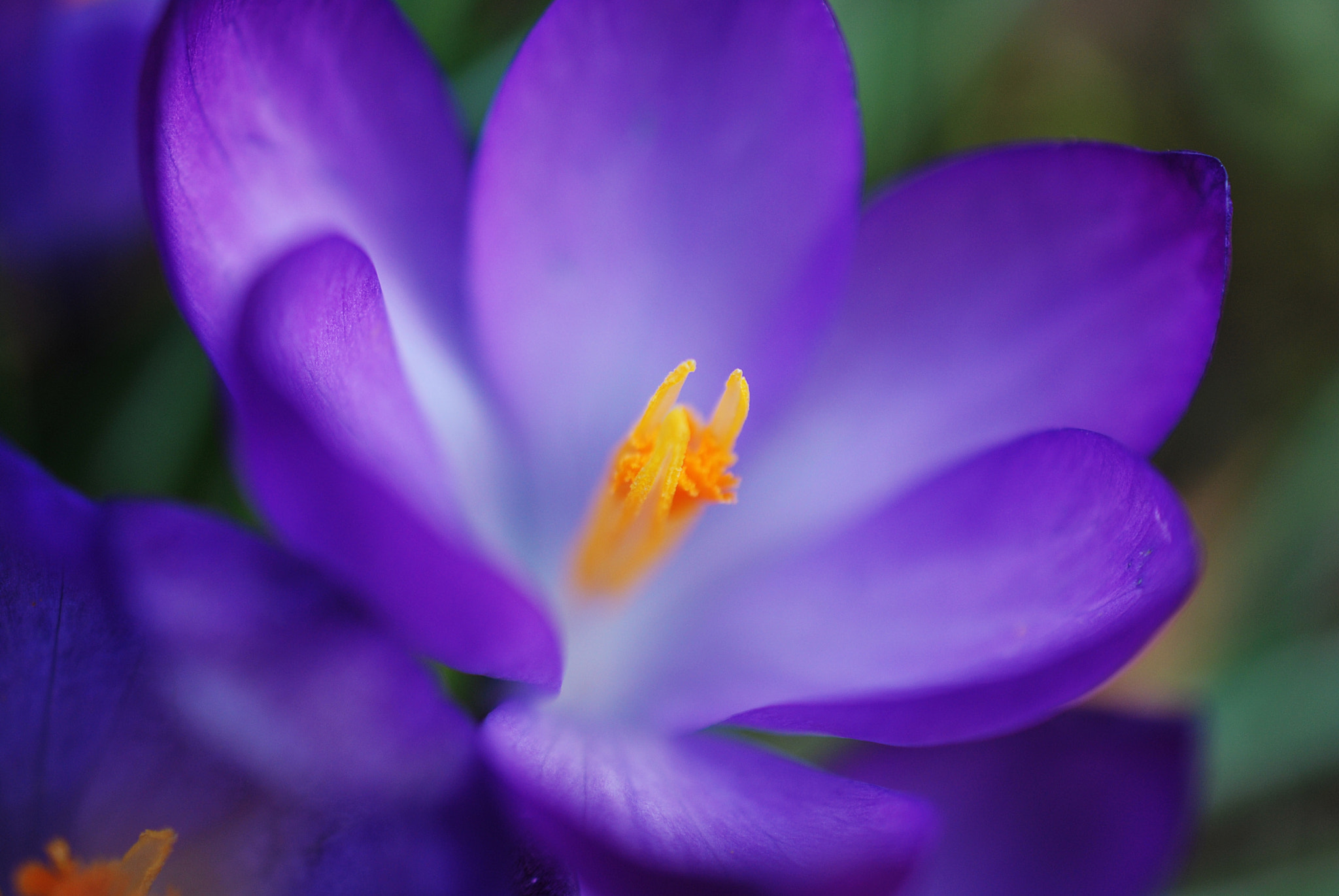Nikon AF-S DX Micro Nikkor 40mm F2.8 sample photo. Pic photography