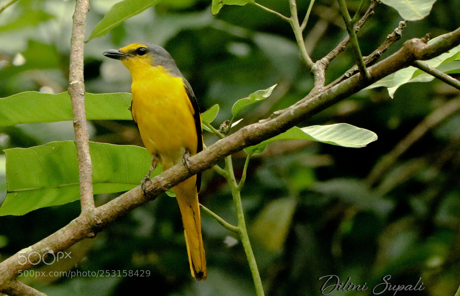 Canon EOS 80D sample photo. The scarlet minivet (female) photography