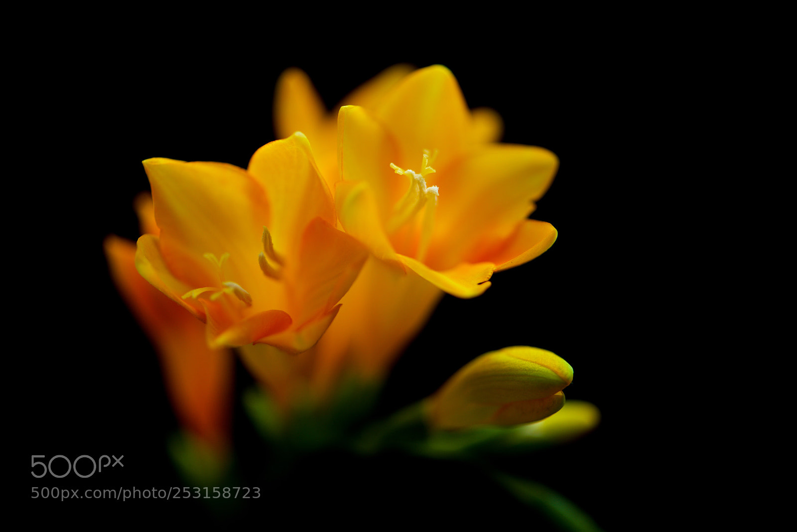 Nikon D800E sample photo. Flower @ april photography