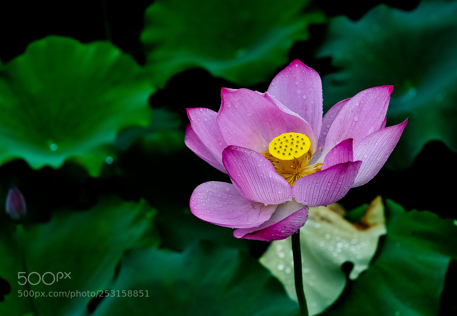 Nikon D700 sample photo. Lotus photography
