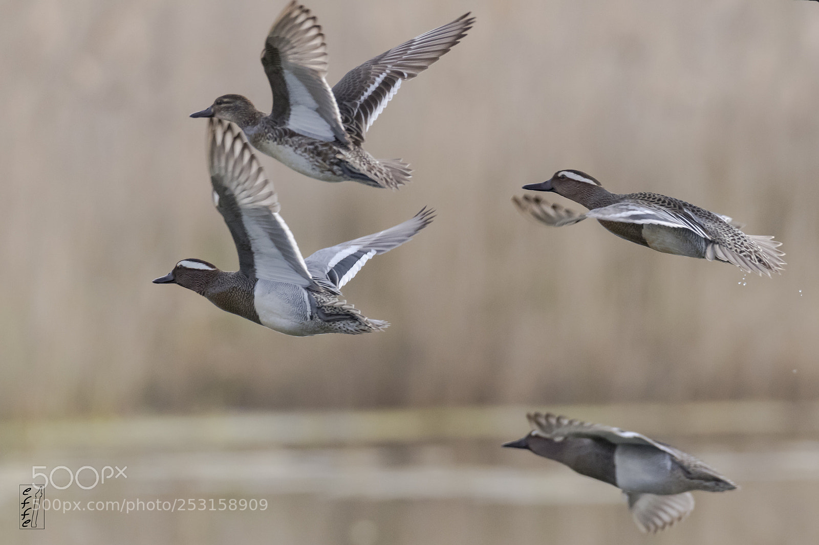 Canon EOS 7D Mark II sample photo. Garganey's fly photography