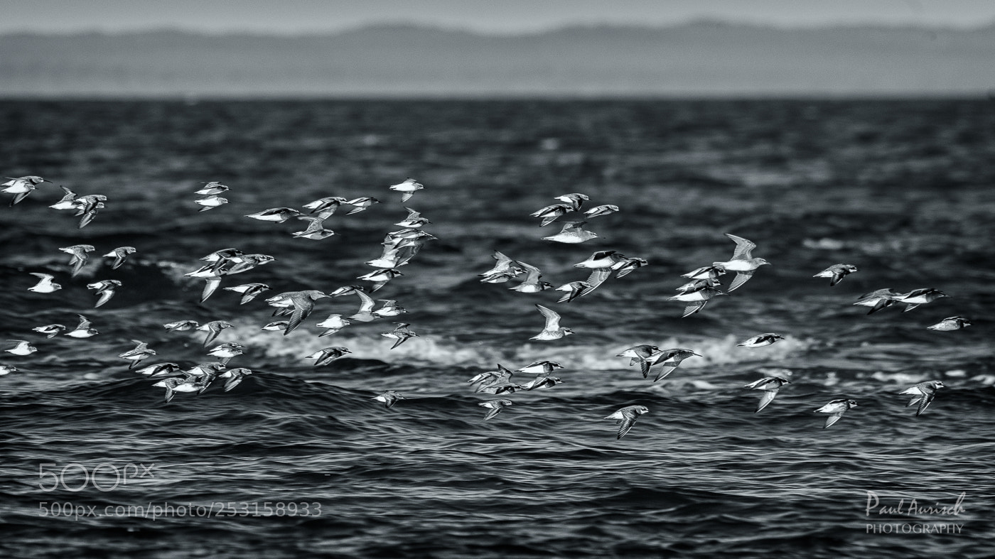 Nikon D500 sample photo. Lesser sand-plovers, grey-tailed tattlers photography
