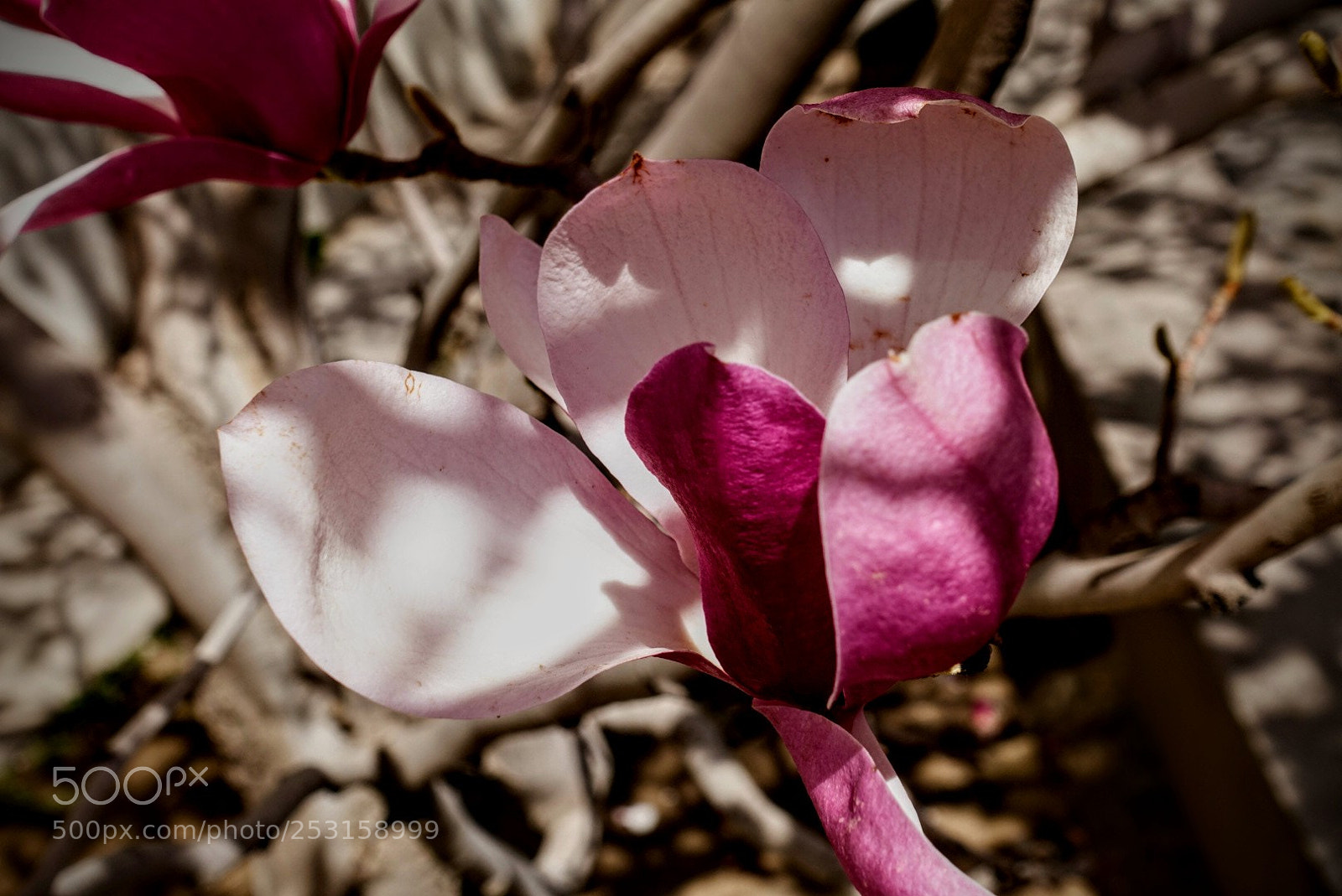 Sony Cyber-shot DSC-RX100 III sample photo. Untitled photography