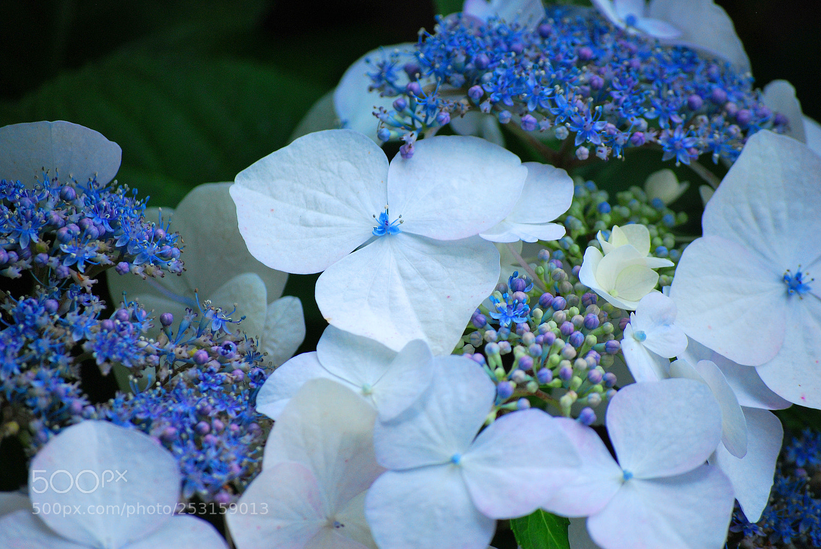 Nikon D60 sample photo. White plants with soft photography