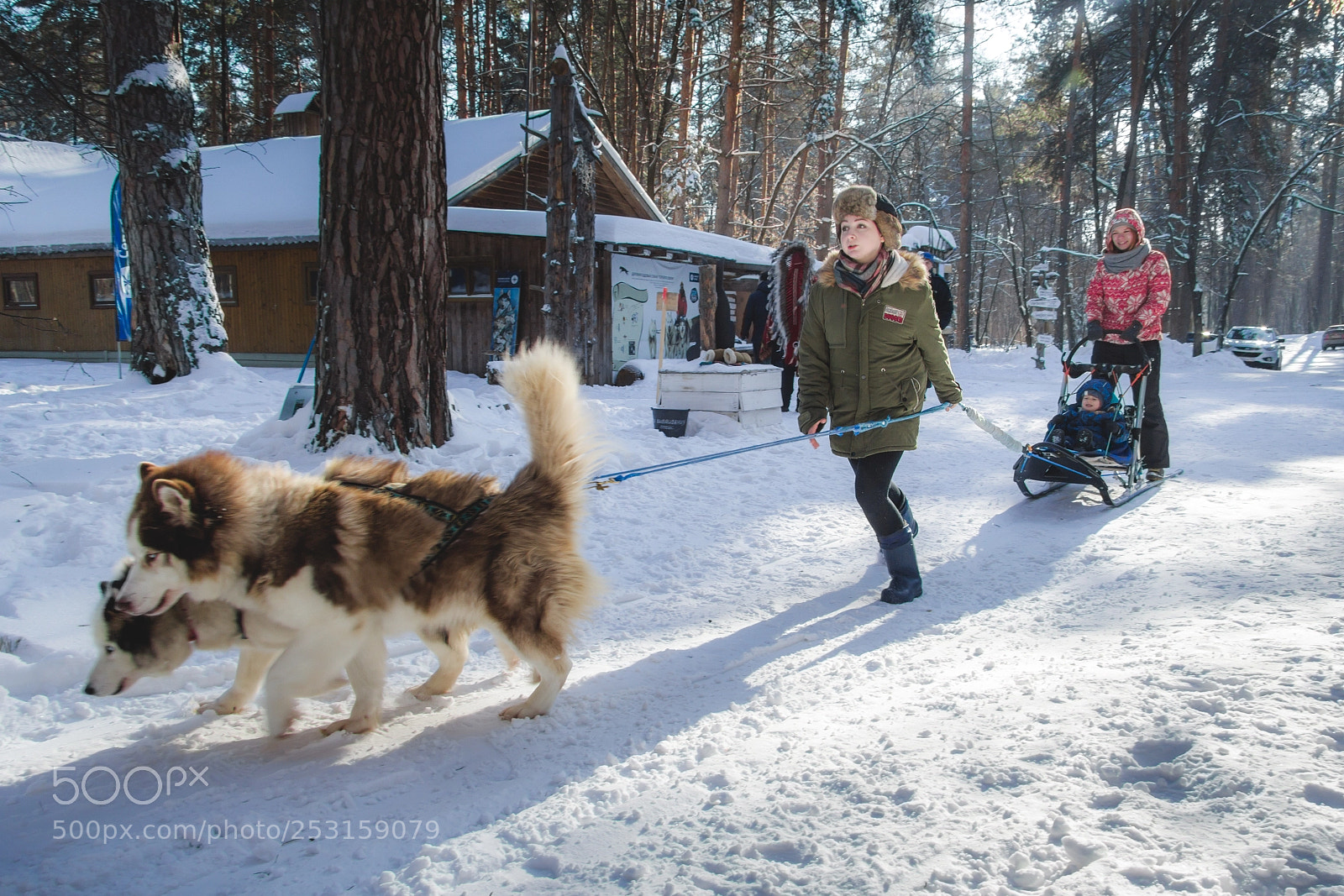 Canon EOS 60D sample photo. On sledges. sled dogs photography