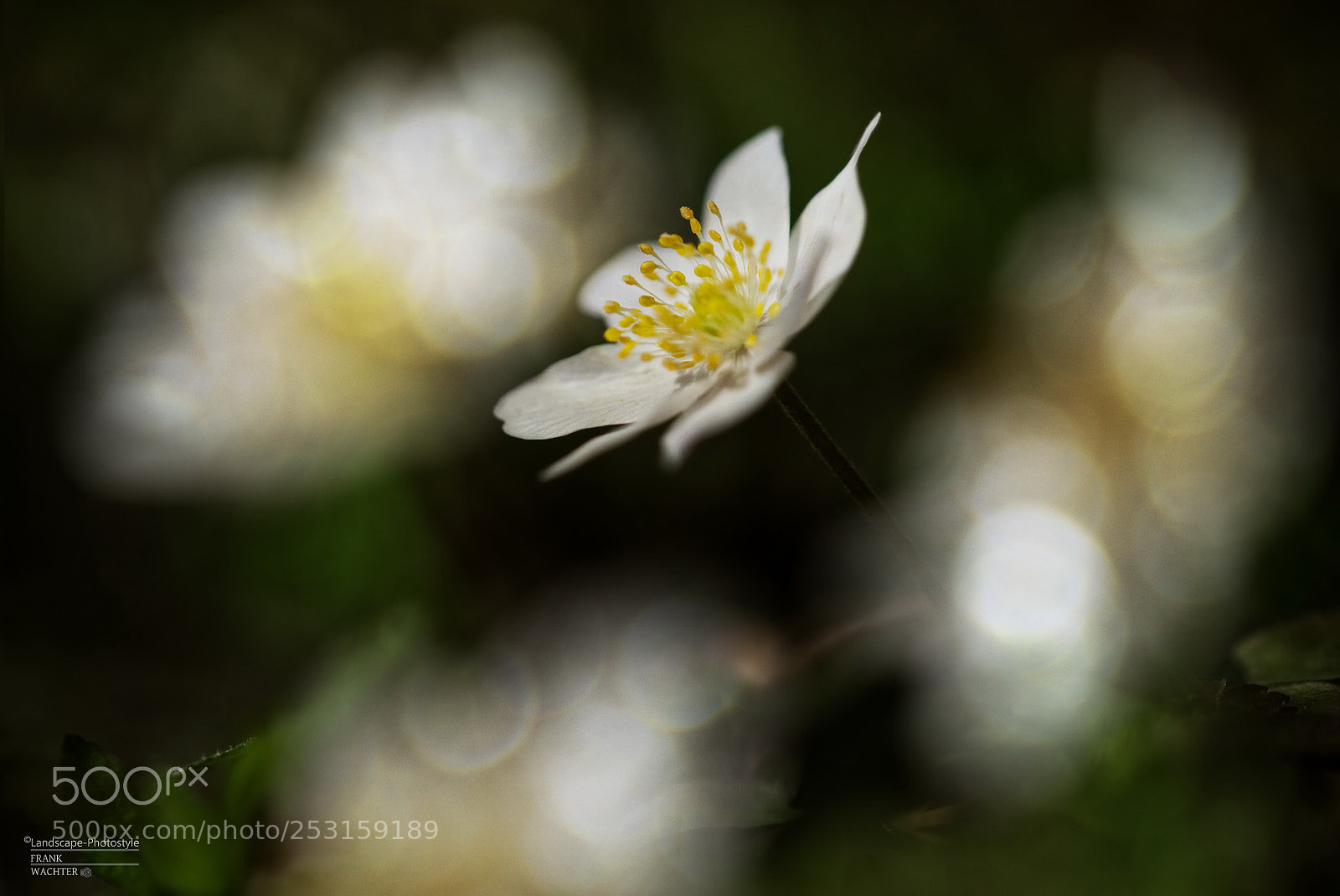 Sony a7R sample photo. Am wegesrand photography